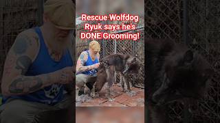 GIANT SIZE Rescue Wolfdog Says He's DONE Grooming!
