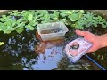 全国2位 金魚すくい 天才
