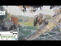 Griffon Vulture Nest Israel CAM נשר|Israel Nature and Parks Auth|The Charter Group of Wild. Ecol.