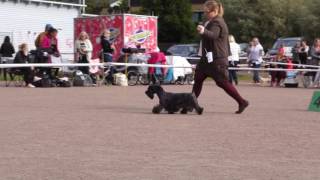 Ceskyterrier Champion Males, Porvoo Show 10.9.2016