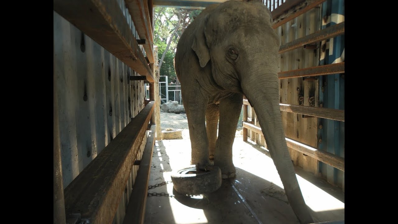 ELEPHANTS Documentary Part 5 Transport No.2. 5/5 YouTube