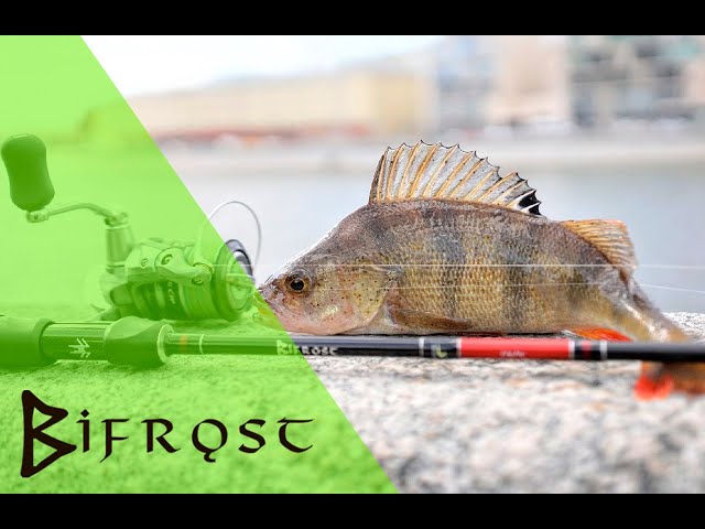 Norstream Bifrost. Трофейная рыбалка с лёгкой снастью