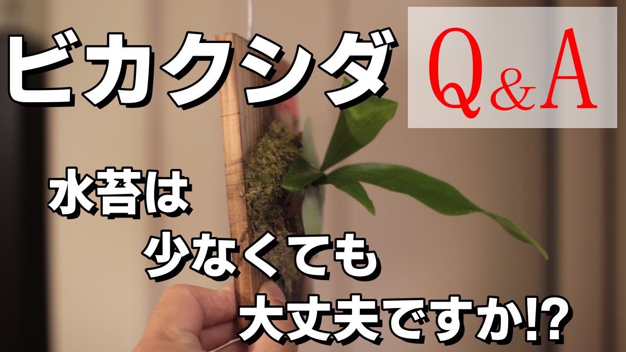 育て方】ビカクシダのQ＆A 水苔 板付け/コウモリラン - YouTube