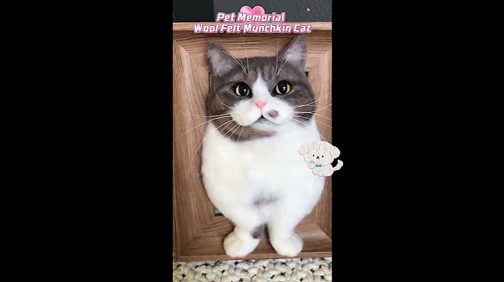 Video 11389381: munchkin cat pet