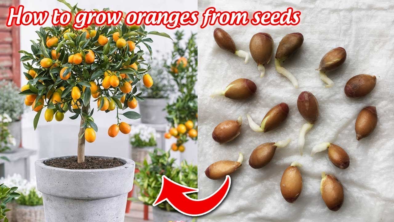 How to grow oranges from seeds germinate after 5 days 