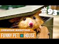 СМЕШНЫЕ ЖИВОТНЫЕ И ПИТОМЦЫ #93 АВГУСТ 2019 | Funny Pet House