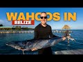 Wahoo fishing  swimming with sperm whales  belize