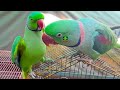 Alexandrine And Ringneck Talking Parrots Having Fun With Each Other