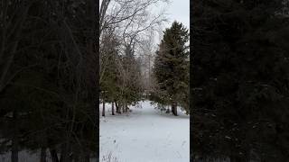 A Peaceful Walk Through a Snowy Forest ❄️🌲 | Ep.747