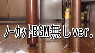 【カット・BGM無し】ビビりながらチラ見しまくるオカメインコ 【カット・BGM無し】ビビりながらチラ見しまくるオカメインコ