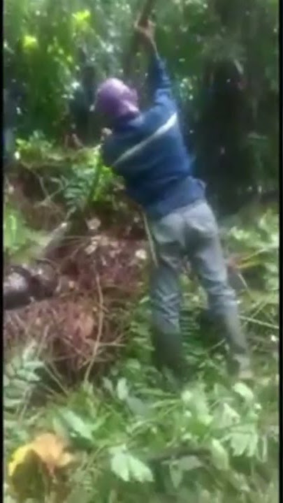 ULAR RAKSASA MEMAKAN MANUSIA