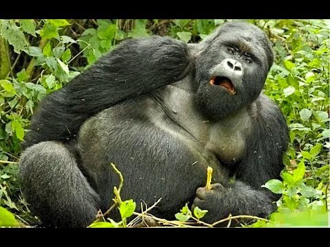 Горные гориллы КОНГО. АФРИКА, в поисках реальных приключений!
