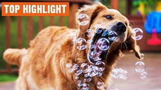 Top Highlight Of Funny Dogs | 2/2019 by I Love My Dog 54 views 5 years ago 6 minutes, 34 seconds