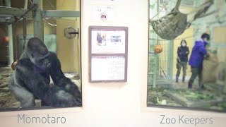 A Hungry Silverback Gorilla Gets Mad | Kyoto Zoo