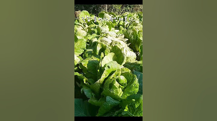 산골에서 키운 텃밭 배추가 얼었다.