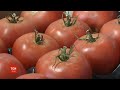 Цьогоріч українські томати подорожчали через весняні заморозки
