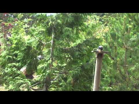 Steller's Jay Gets Peanut From a String