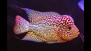 MVI 5416