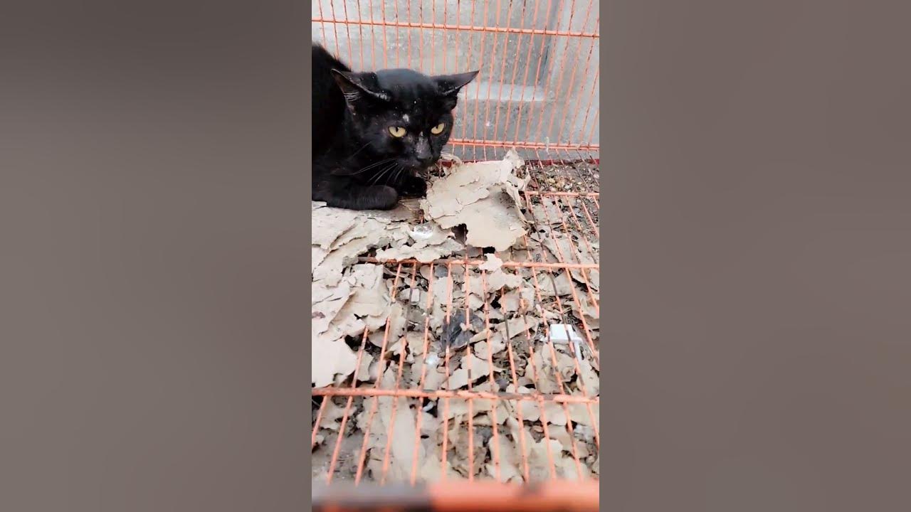 black-cat-youtube