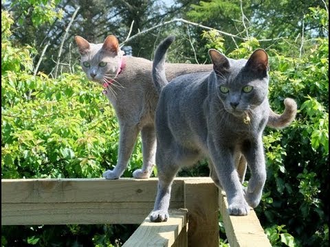 Video: 3 manieren om een Korat-kat te identificeren