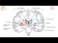 USMLE Step 1 Neurology - Basal Ganglia & Dopaminergic Pathways