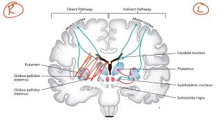 Basal Ganglia & Dopaminergic Pathways for the USMLE Step 1