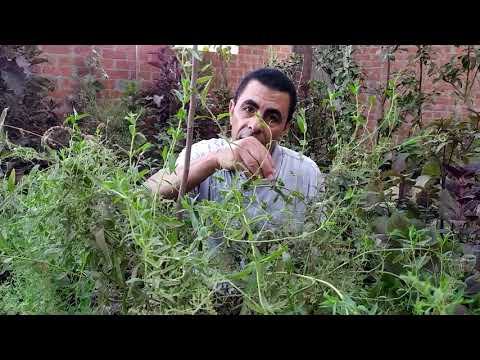 جمع بذور النعناع   