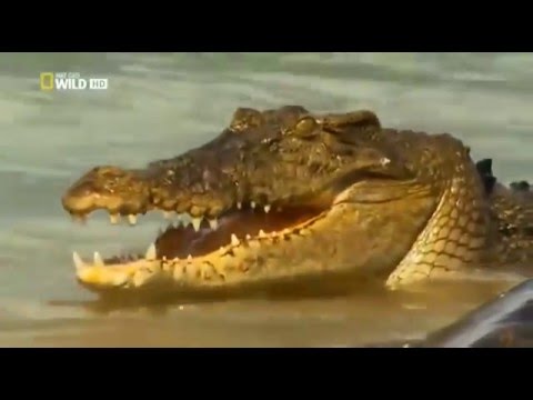Атака крокодилов