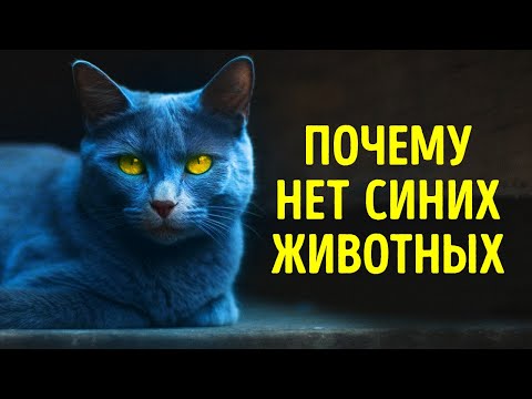 YouTube видео