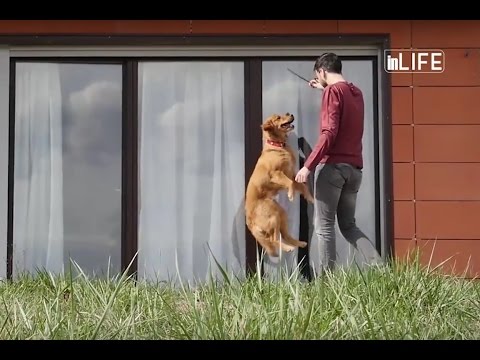 Video: Spanjisht Uji Spaniel: Një Qen Simpatik, Në Të Vërtetë