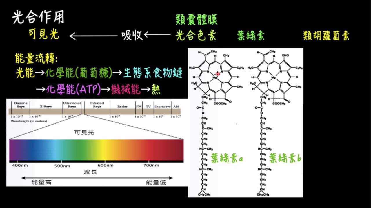 可見光與光合色素 Youtube