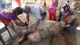 Complicate giving birth by sheep that ended good. Bir El Eaid 13.10.2012