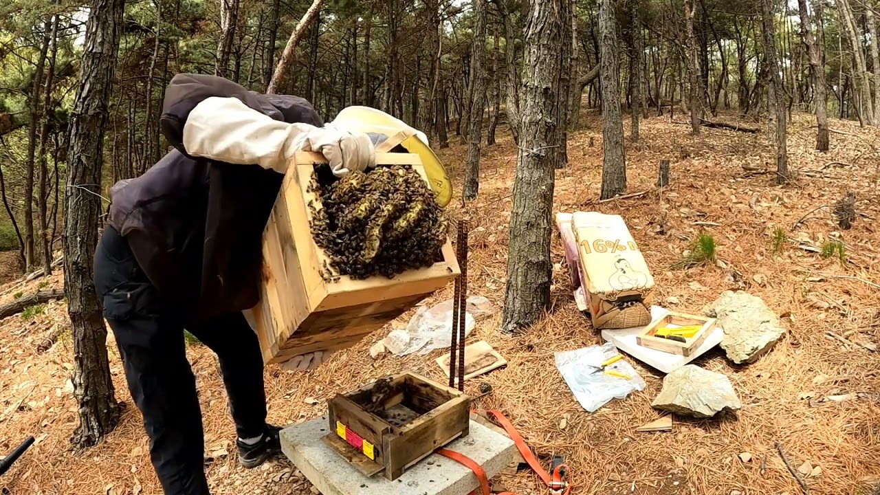 왕초보자 토종벌 인공분봉