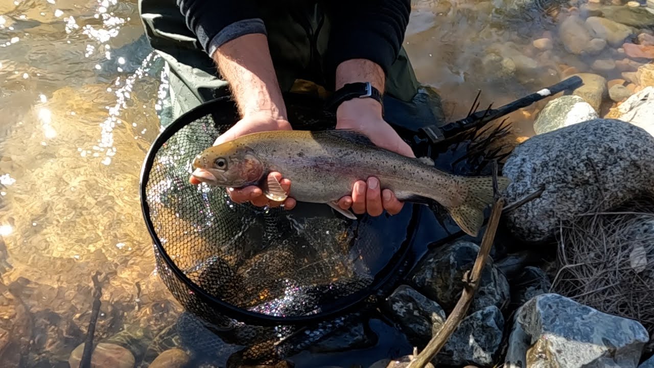 Cox's River Trout Fishing Adventure YouTube
