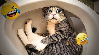Funny Dogs And Cats Videos 2023 😅 - Best Funniest Animal Videos Of The Month #62 by CCA Pets 119 views 5 months ago 11 minutes, 12 seconds