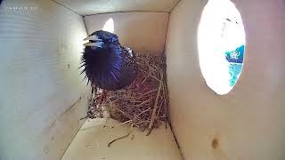 a male European starling singing