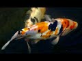 Koi fish feeding 4K video Японские цветные карпы Кои