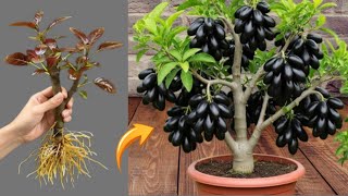 🌿Best Way to Grow Java Plum and Other Fruit Trees Using Cuttings _ how to grow java plum trees#plant