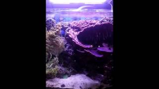 saltwater tank