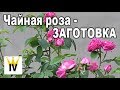 Чайная роза - ЗАГОТОВКА