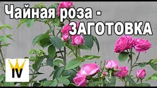 Чайная роза - ЗАГОТОВКА