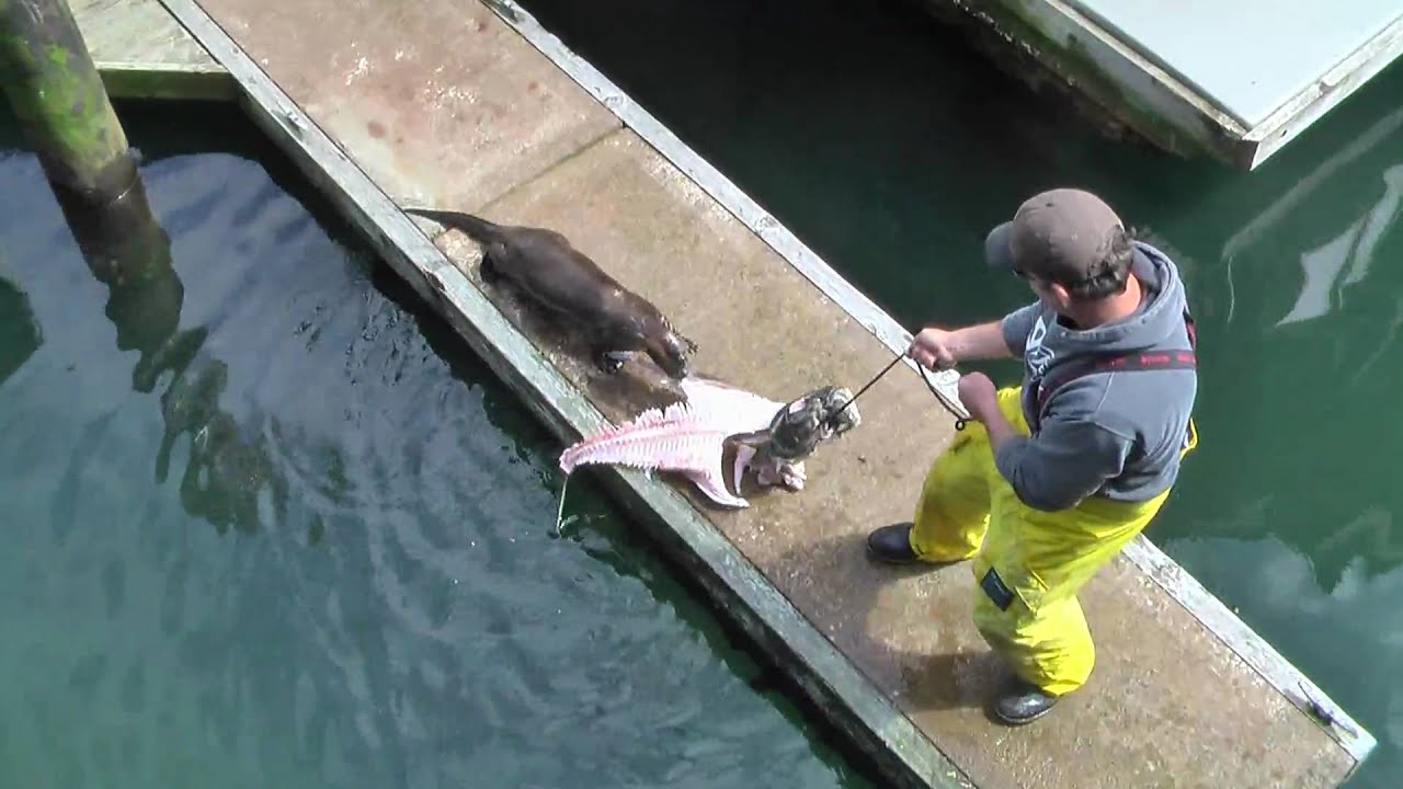 halibut fishing off Victoria BC YouTube