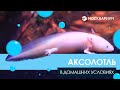 Как завести аксолотля у себя дома. Обустройство аквариума