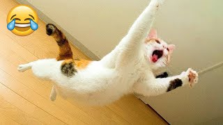 Funniest Animals  New Funny Cats and Dogs Videos   Part 14