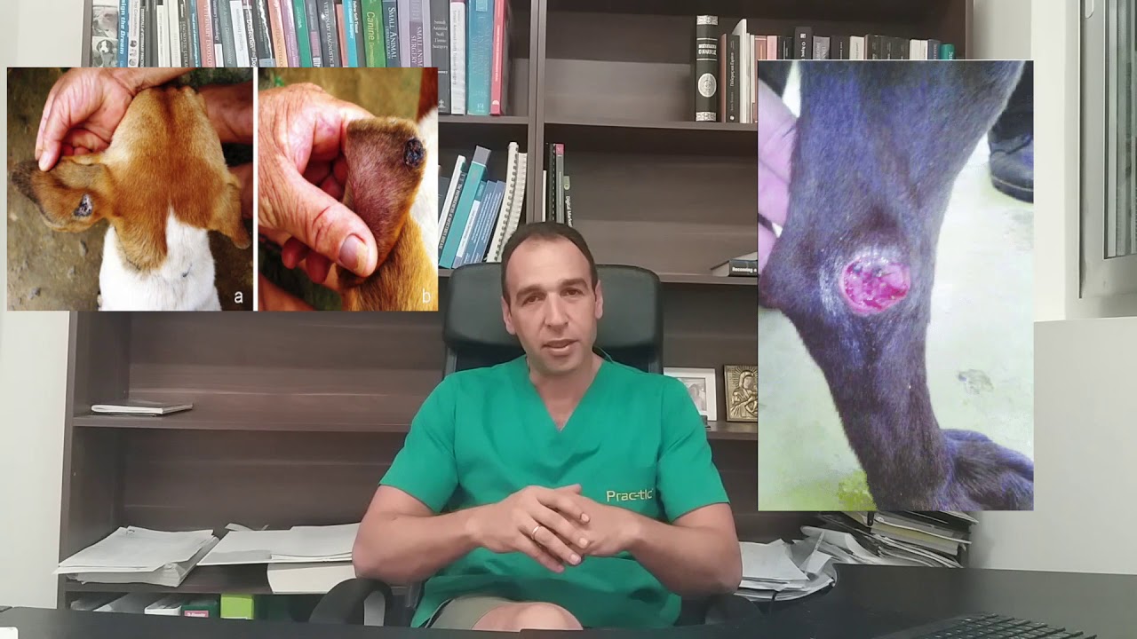 Λεϊσμάνια σκύλου