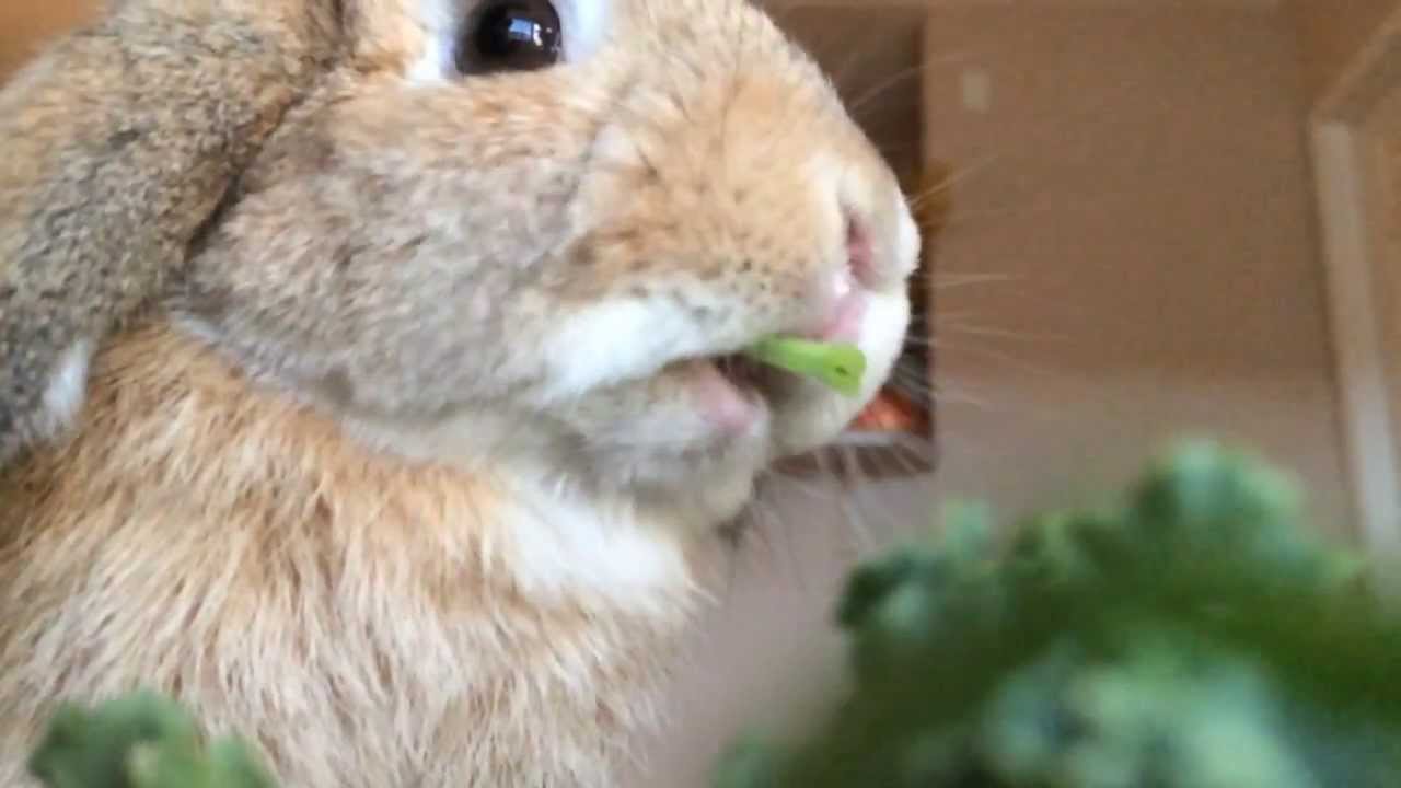 Rabbit Eating in Slow Motion - YouTube