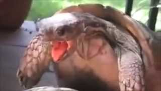 Funny Turtle Vine Panting