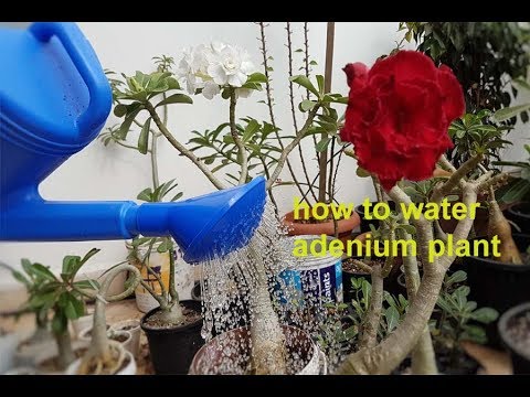how to water your ADENIUM plant to prevent it from root rot problem ...