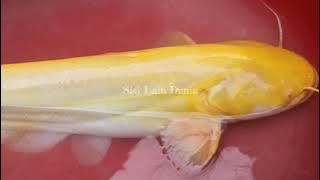 Sangat Langka !! ikan lele berwarna kuning