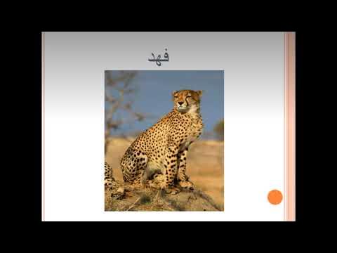 حيوانات تبدأ بحرف الفاء